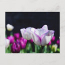 Pesquisar por tulipa branca cartoes postais Qualquer pessoa