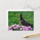 Pesquisar por pomba cartoes postais Flores