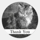 Pesquisar por maine coon adesivos Branco