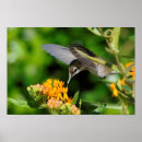 Pesquisar por do colibri pôsteres Pássaro