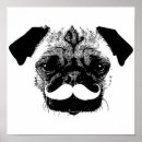 Pesquisar por pug preto pósteres pôsteres Animal