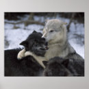 Pesquisar por lobo neve pôsteres Natureza