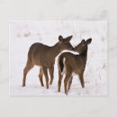 Pesquisar por veado selvagem cartoes postais Lago