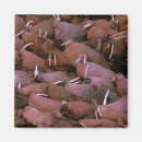 Pesquisar por delta do delta do delta imas Animal