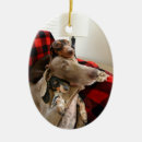 Pesquisar por nariz ornamentos Cão