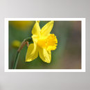 Pesquisar por primavera pôsteres Amarelo