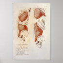 Pesquisar por abdômen Anatomia