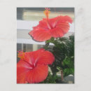 Pesquisar por flor do hibiscus cartoes postais Qualquer pessoa