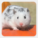 Pesquisar por hamster adesivos Fofofo