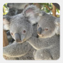 Pesquisar por animal australiano adesivos Koala