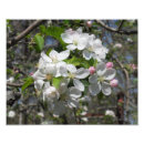 Pesquisar por maçã de caranguejo Flor