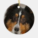 Pesquisar por prateleiras ornamentos Cão