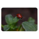 Pesquisar por ladybird imas Besouro