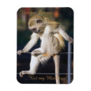 Pesquisar por animais de circo imas Macaco