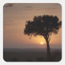 Pesquisar por masai adesivos Cena