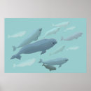 Pesquisar por baleia branca pôsteres Beluga