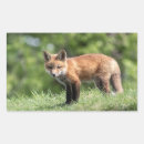 Pesquisar por raposa vermelha adesivos Natureza