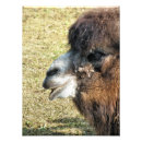 Pesquisar por camelo engraçado pôsteres Animais