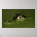 Pesquisar por olho crocodilo Réptil