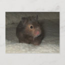Pesquisar por do hamster e cartoes postais Sírio