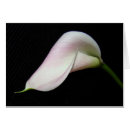 Pesquisar por calla lily flower cartoes postais Branco
