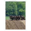 Pesquisar por equipe seis Cavalos