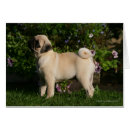 Pesquisar por pug da jovem corça cartoes postais Filhote de cachorro