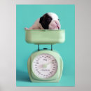 Pesquisar por animal da escala pôsteres Humor