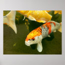 Pesquisar por peixe dourado fotografia Japonês