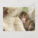 Pesquisar por macaco da neve cartoes postais Nagano