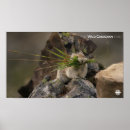 Pesquisar por latin america pôsteres Natureza