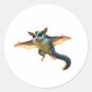 Pesquisar por glider adesivos Animal