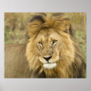Pesquisar por panthera leo pôsteres Kenya
