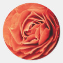 Pesquisar por íntimo adesivos Rosa