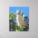 Pesquisar por syringa Flor