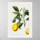 Pesquisar por vintage botanical pósteres pôsteres Plantas