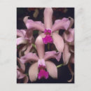 Pesquisar por orquídea cattleya cartoes postais Selvagem