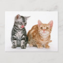 Pesquisar por dois gatinhos cartoes postais Fofofo
