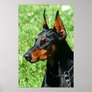 Pesquisar por doberman pôsteres Cães