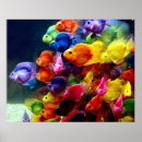 Pesquisar por peixes amarelos pôsteres Vermelho