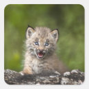 Pesquisar por lince adesivos Natureza