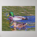 Pesquisar por patos selvagens pôsteres Pássaros
