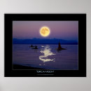 Pesquisar por cetáceos pósteres pôsteres Baleias assassinas