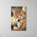 Pesquisar por jaguar fotografia Zoológico