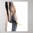 Pesquisar por elefante pôsteres Retrato