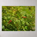 Pesquisar por saboroso fotografia Verão