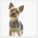 Pesquisar por yorkshire terrier adesivos Animal