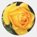 Pesquisar por selo do rosa amarelo Flores