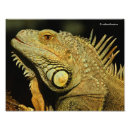 Pesquisar por iguana verde pôsteres Vida selvagem