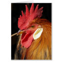 Pesquisar por leghorn cartoes Galinha
